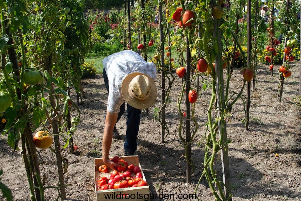 man harvesting fruits,preparing soil for tomatoes