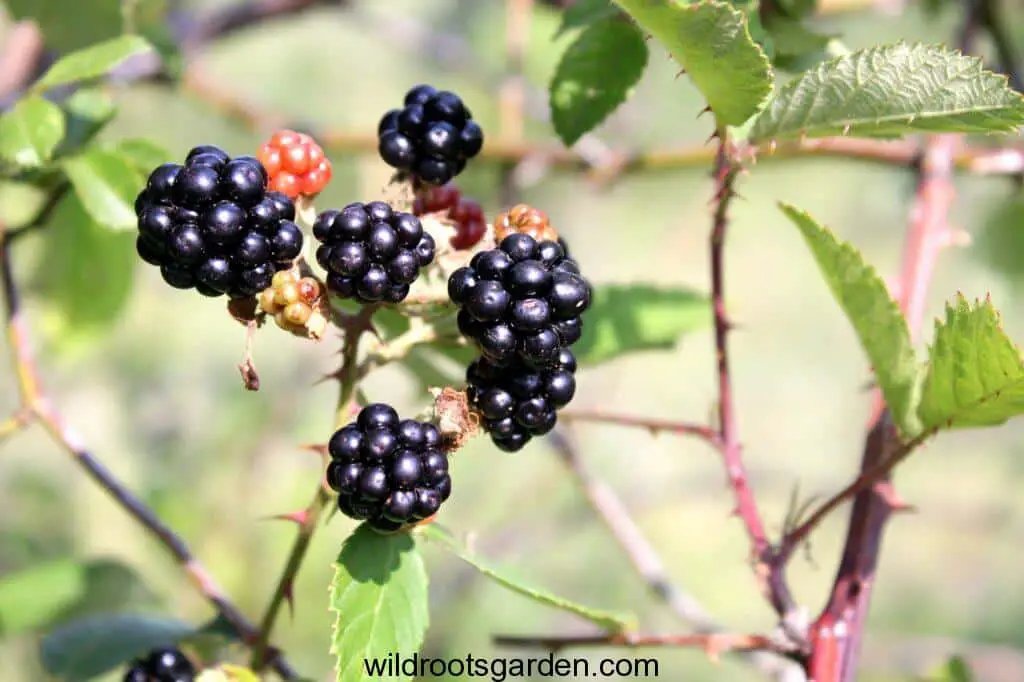 berry, black, blackberry,Bramble Tree