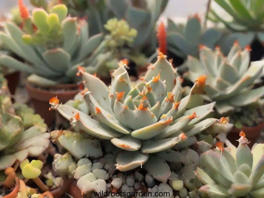 How To Get rid of Mealybugs on Succulents