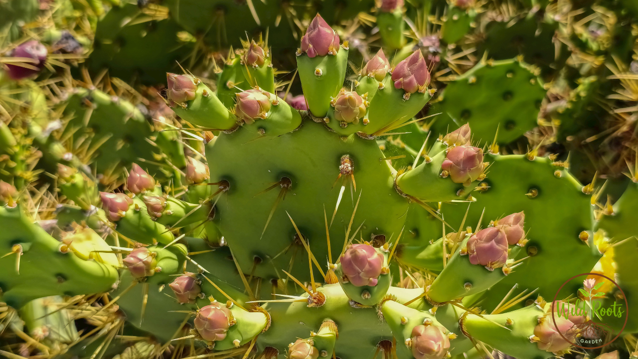 3 Adaptations of a Cactus