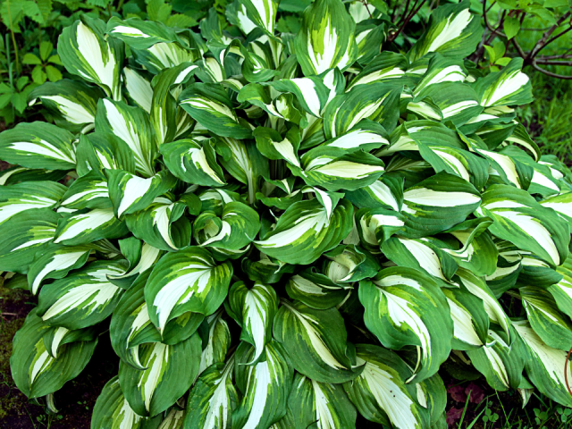 Hosta Shade Garden: Banish the Bland Hostas Unleashed – A Guide to Wild, Wonderful
