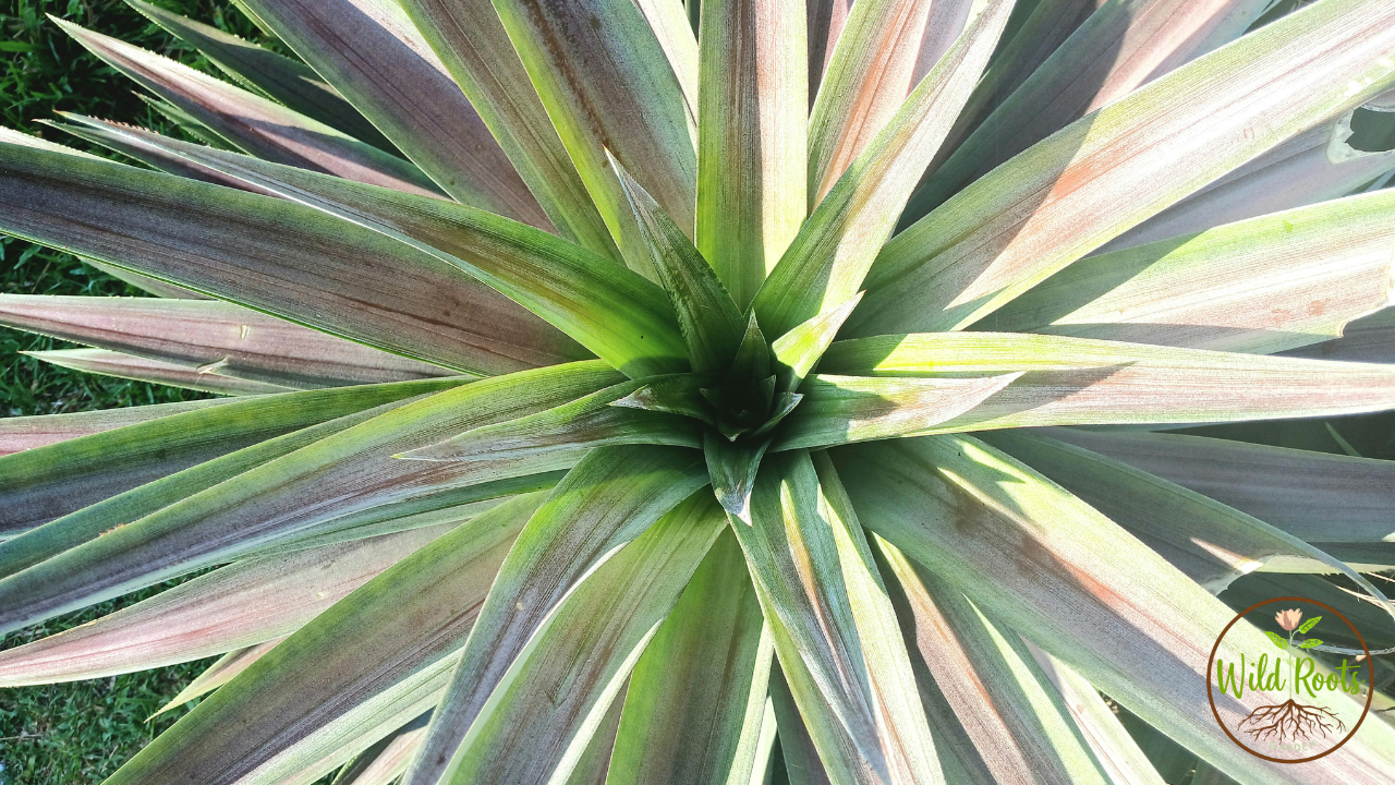 Yucca Plant Puncture Wound Treatment: A Comprehensive Guide 2 Yucca Plant Puncture Wound Treatment