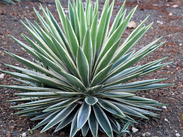 Yucca Plant Puncture Wound Treatment: A Comprehensive Guide