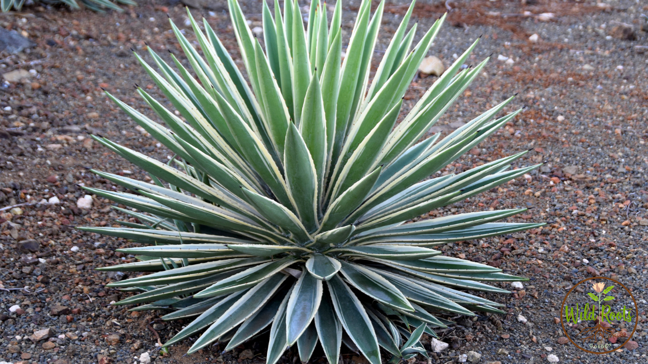 Yucca Plant Puncture Wound Treatment