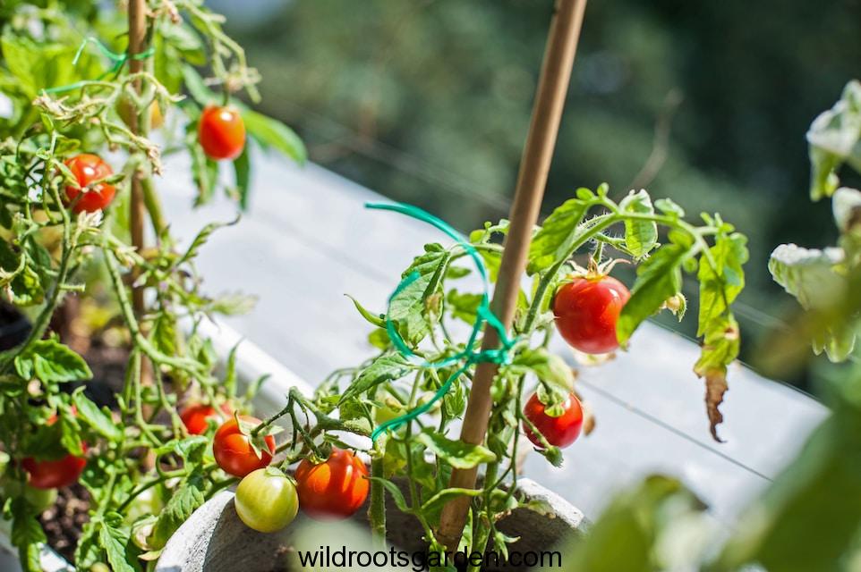 a close up of tomatoes growing in a pot,preparing soil for tomatoes