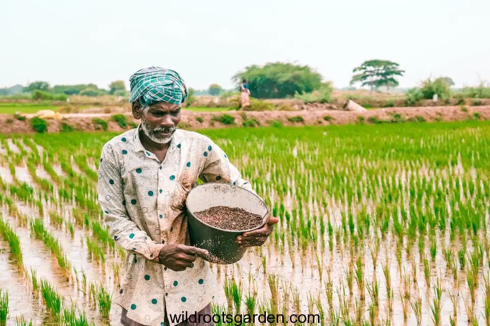 Best Fertilizer for Your Tomato and Pepper,a man standing in a rice field holding a bucket