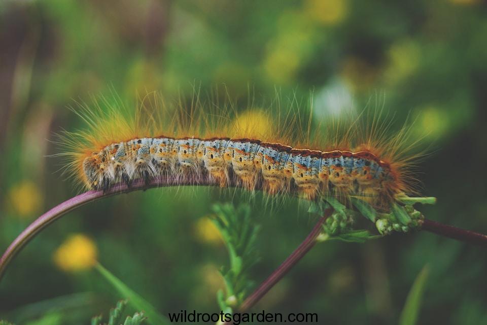 macro photography of blue and yellow worm,Caterpillar Looking Bug