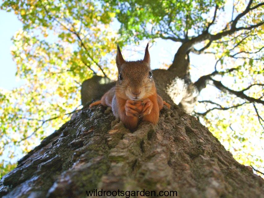 brown squirrel on green leafed tree,fruit tree protection from squirrels