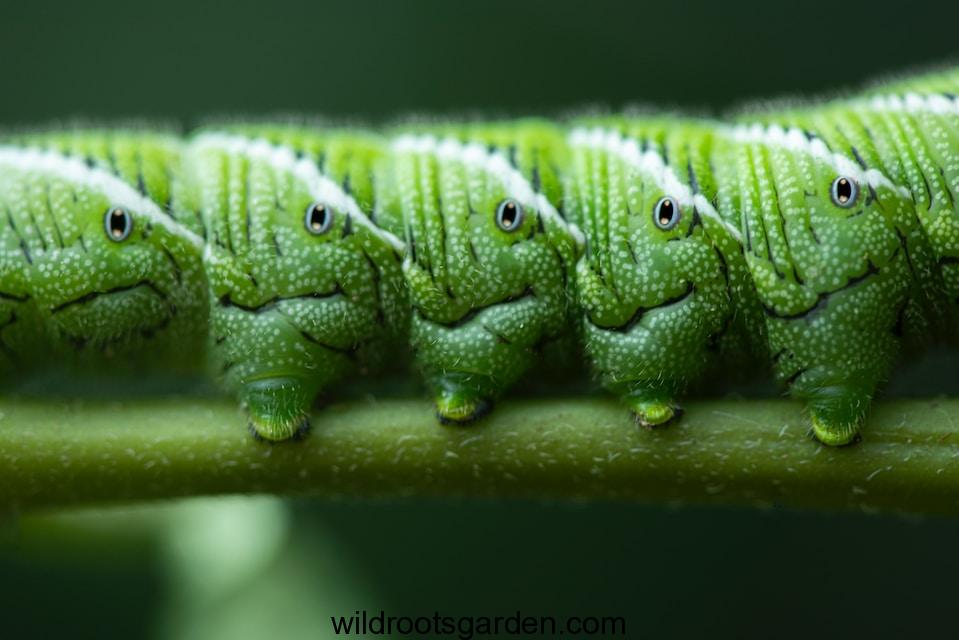 green crocodile plush toy on green leaf, Caterpillar Looking Bug