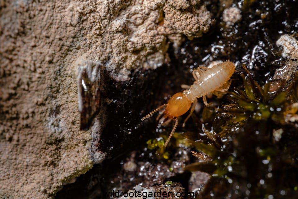 A Macro Shot of a Termite,does neem oil kill termites