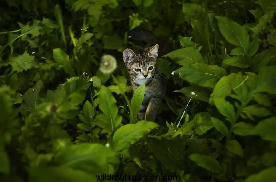 Short-fur Black and Brown Kitten Surrounded by Green Leafed Plants