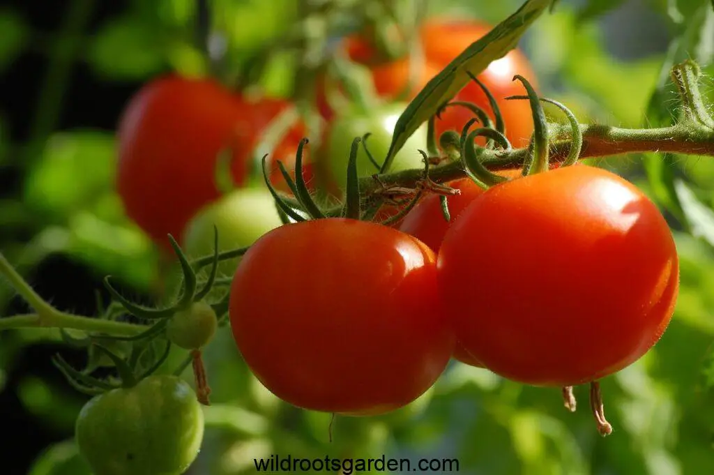tomato, growth, food,Can I Plant Tomatoes in the Same Spot Every Year
