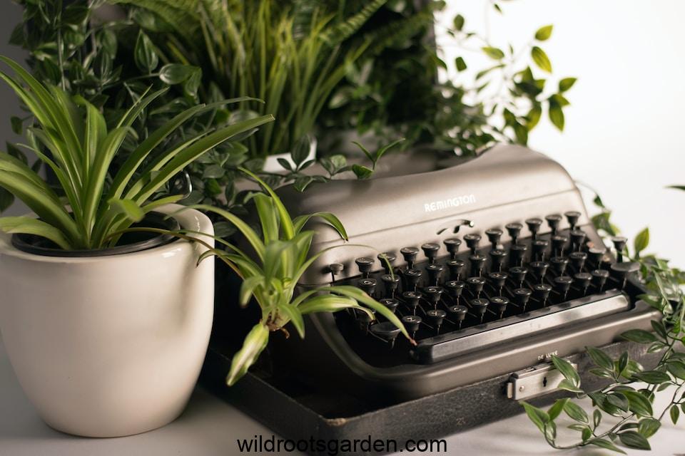 silver typewriter surrounded with green leafed plant,Pet Safe Indoor Plants for Air Purifying