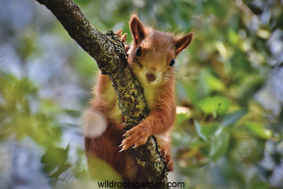 Brown Squirrel on Wood Branch