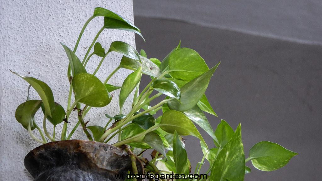 Money Plant,Pet Safe Indoor Plants for Air Purifying