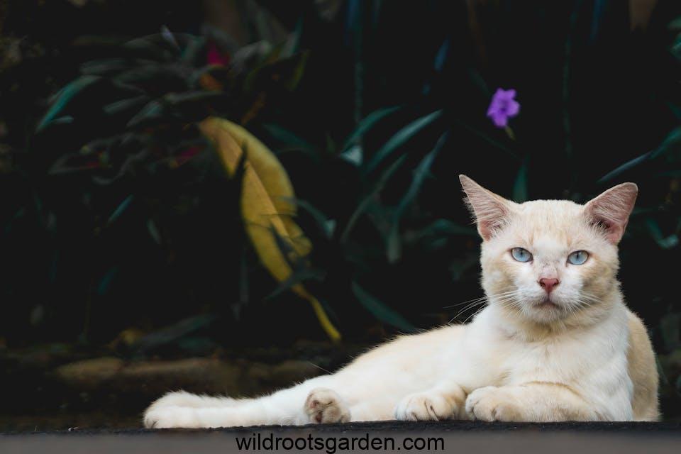 White cat lying near green plants,How to Stop Cats from Pooping in My Potted Plants