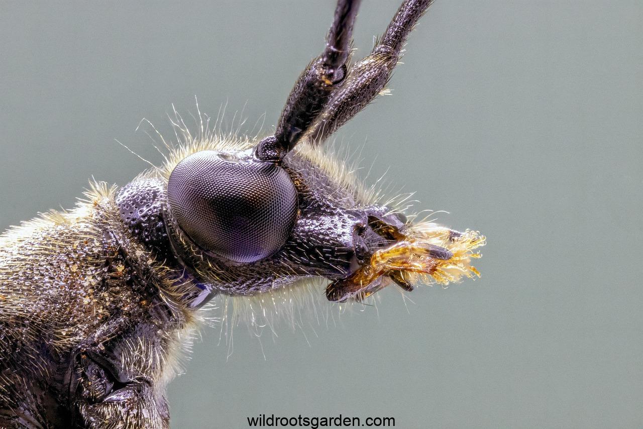 beetle, insect, bug,Are Corn Flea Beetles Harmful to Humans