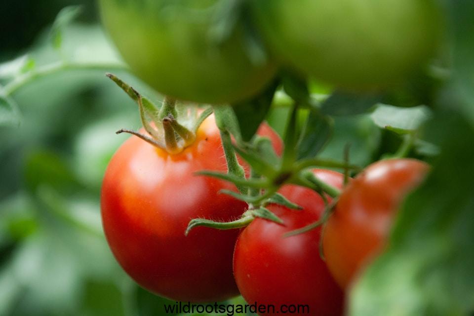 close view of three red tomatoes,Can I Plant Tomatoes in the Same Spot Every Year