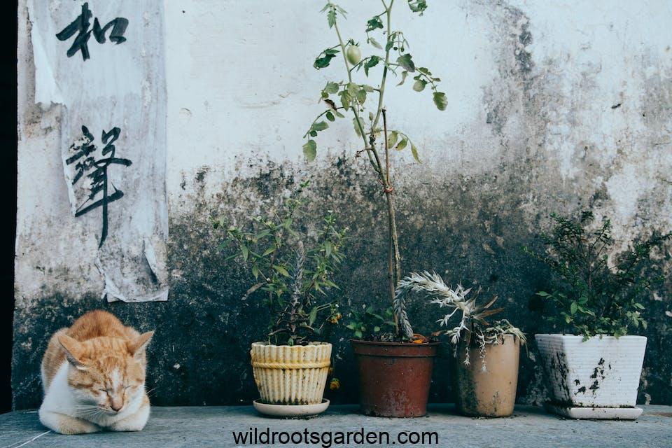 Cute cat sleeping near potted plants and shabby wall