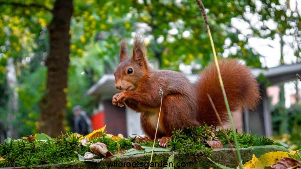 brown squirrel on green grass,How to Keep Squirrels Out of Your Potted Plants