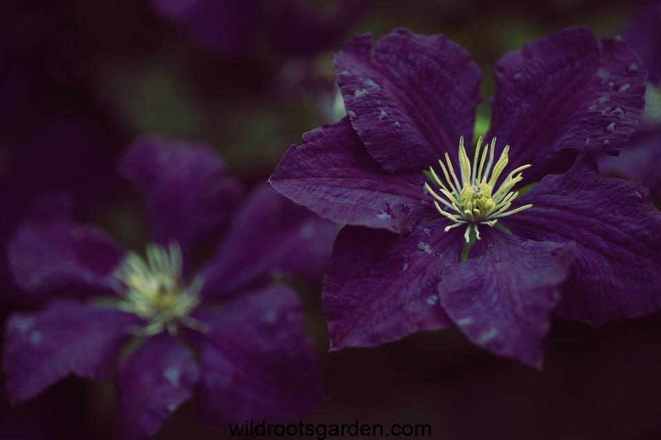 purple flower in macro shot,