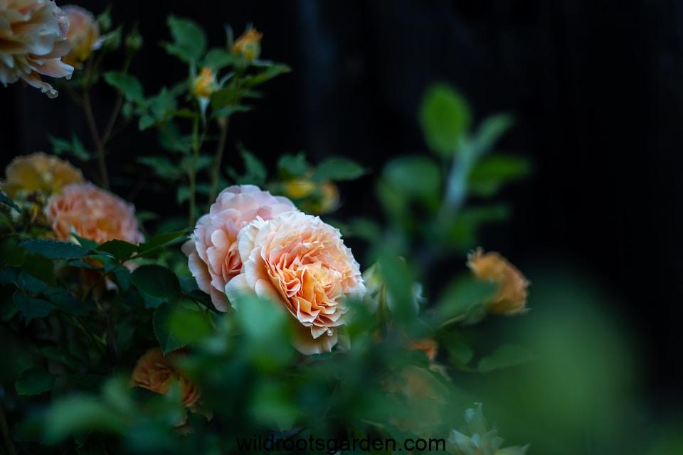 selective focus photography of orange flower,Why Are My Roses Dying