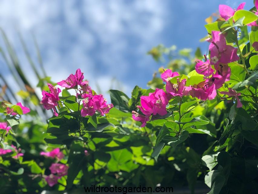 pink flowers with green leaves,Climber Plants for Pergola