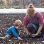 How Deep to Plant Garlic in the Fall