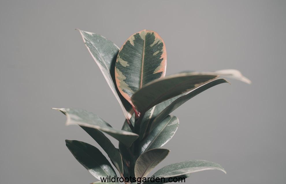 green leaves in tilt shift lens,Pet Safe Indoor Plants for Air Purifying