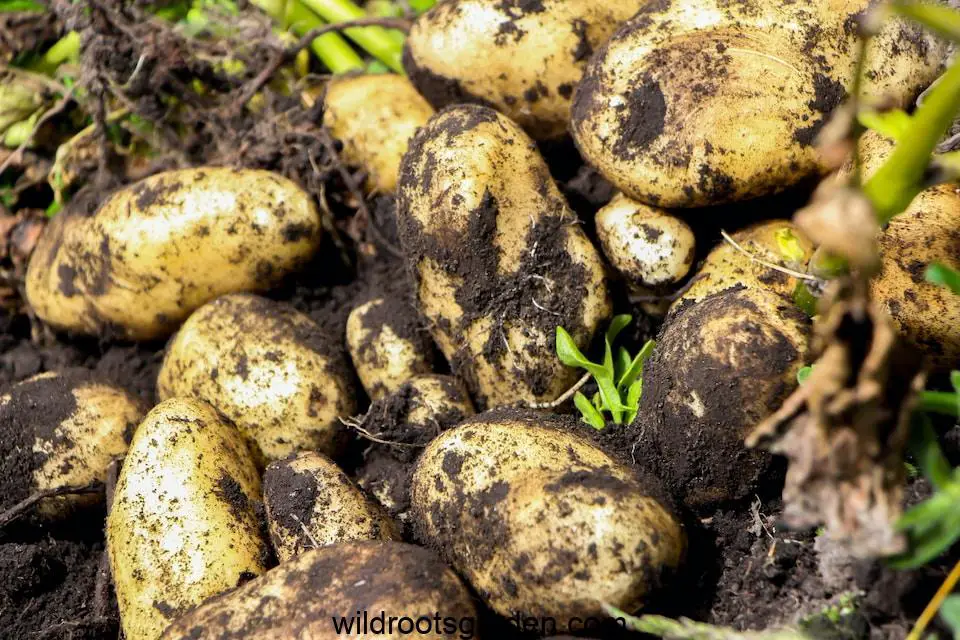 a pile of dirty potatoes sitting in the dirt,Can I Plant a Whole Potato