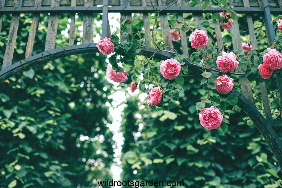 pink roses hanging on wooden arch,Climber Plants for Pergola