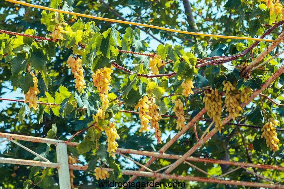 a bunch of yellow flowers hanging from a tree,Climber Plants for Pergola