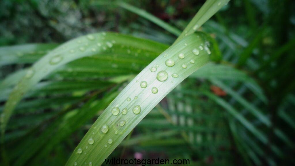 water droplets on green plant,Pet Safe Indoor Plants for Air Purifying