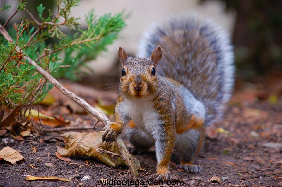 macro photography of brown and gray squirrel