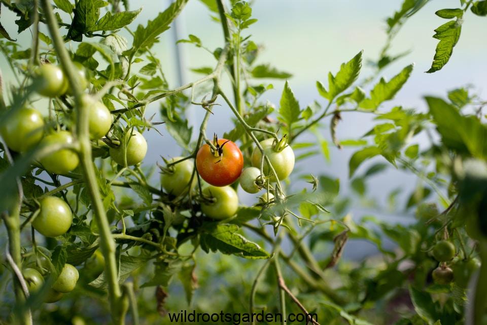 tomatoes growing on a vine in a garden,Can Corn and Tomatoes Be Planted Together