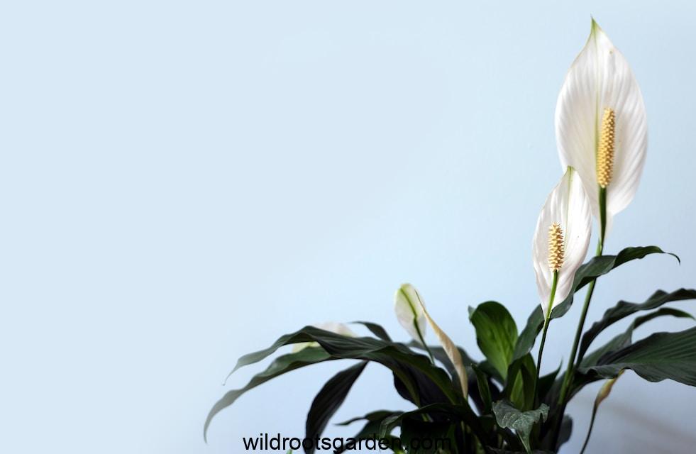 white petaled flower with green leaves,Pet Safe Indoor Plants for Air Purifying