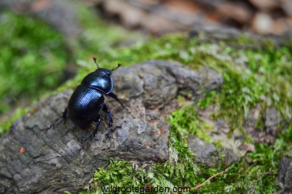 black june beetle on gray stone close-up photography