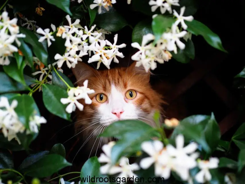 brown cat near white petaled flowers,Climber Plants for Pergola