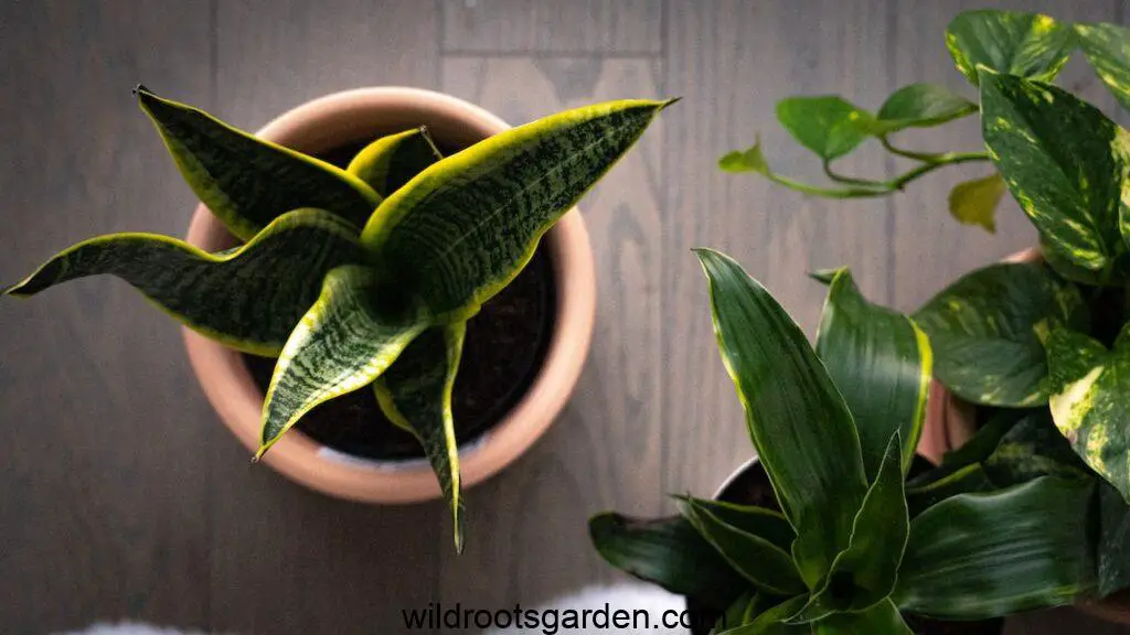 a couple of plants that are on a table,Pet Safe Indoor Plants for Air Purifying