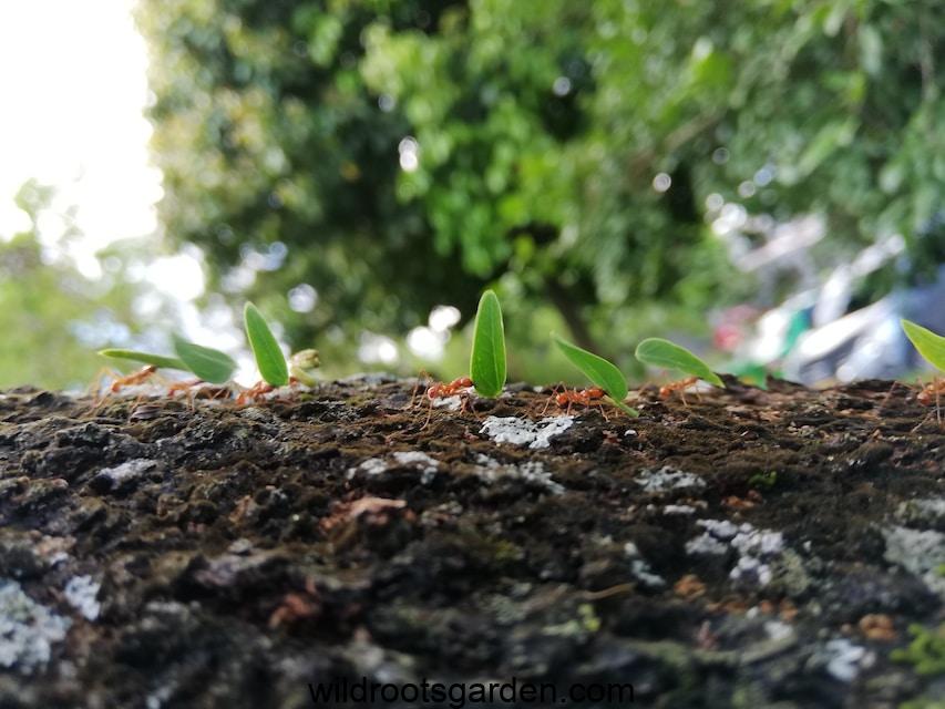 green plant on brown soil,How to Get Rid of Ants in Potted Plants Naturally