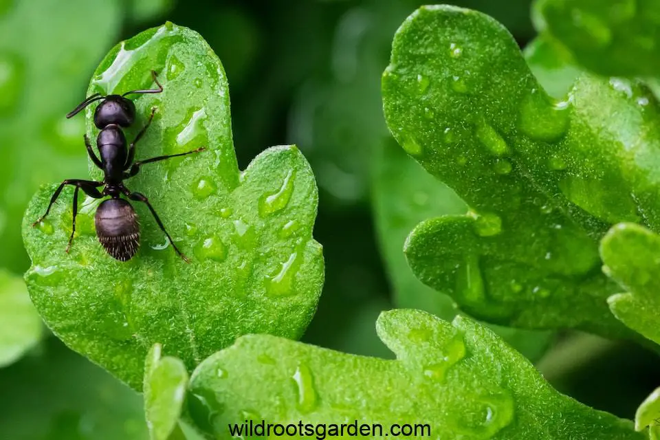 black ant on green leaf,How to Get Rid of Ants in Potted Plants Naturally