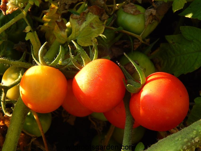 a close up of three tomatoes growing on a plant,Can I Plant Tomatoes in the Same Spot Every Year
