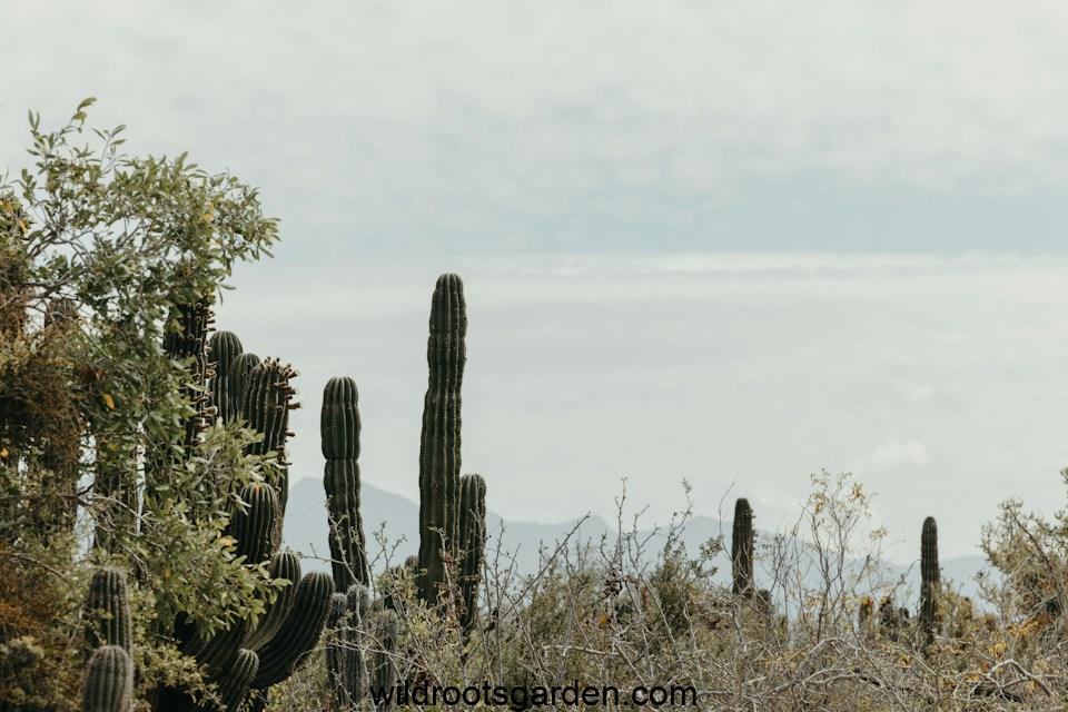 a group of cactus trees in the desert, Do Cactuses Do Better In Dry Climates
