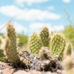 green cactus plant, Do Cactuses Do Better In Dry Climates