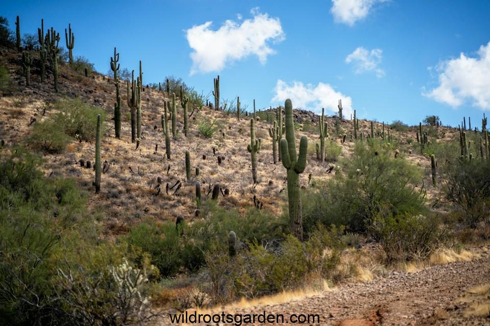 dirt, plant, and cactus covered field, Do Cactuses Do Better In Dry Climates