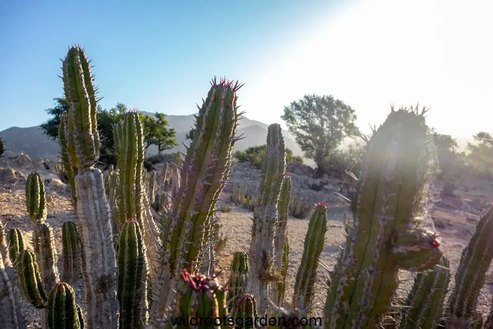 green cactus plants during daytime, Do Cactuses Do Better In Dry Climates