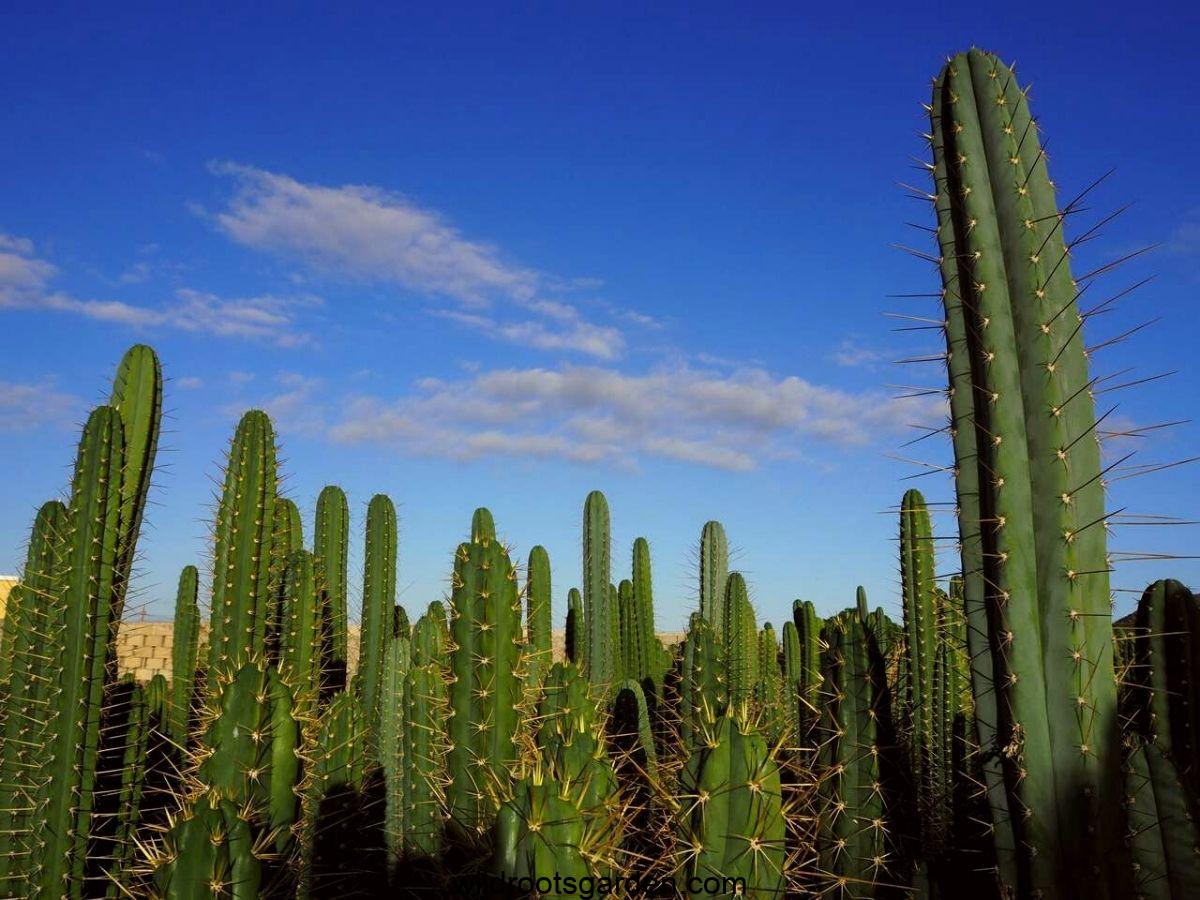Can Cactus Be Poisonous