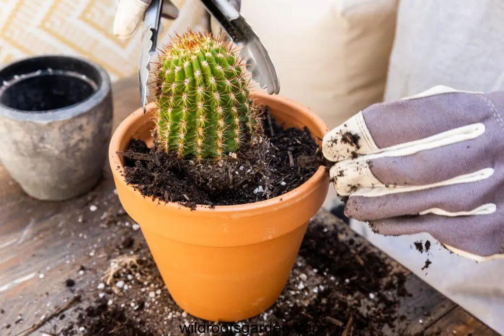 How Do You Replant A Cactus