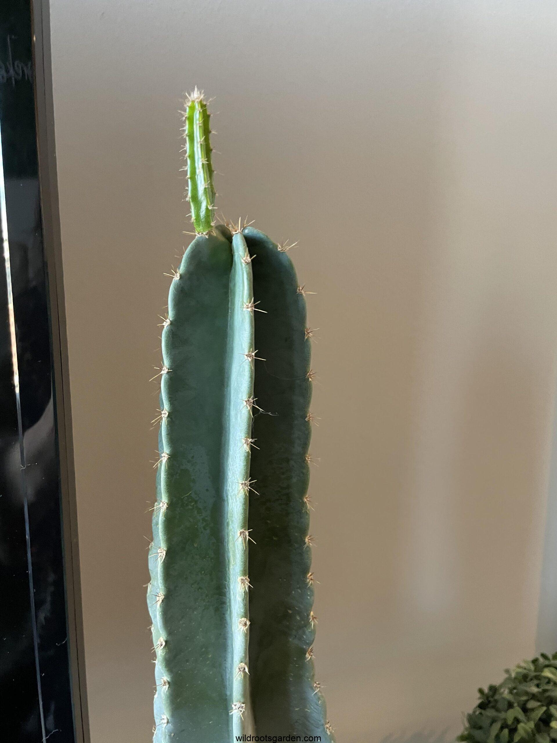 Should I Cut Off Cactus Pups