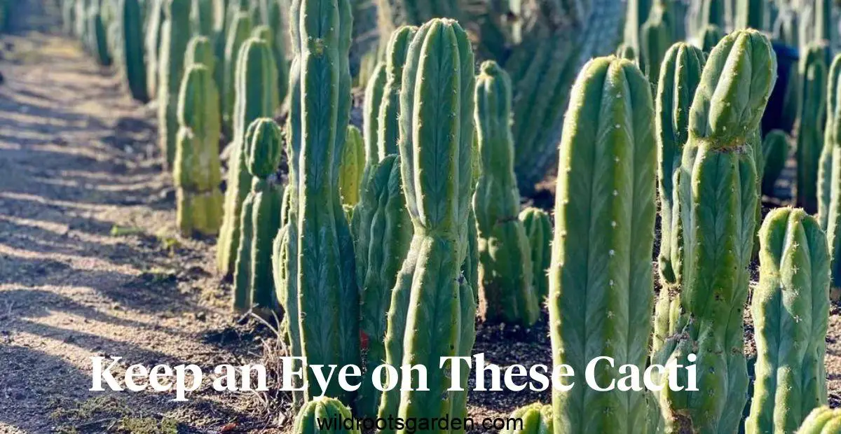 What Cactus Is Not Edible